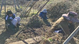 ぶどう畑の草刈り