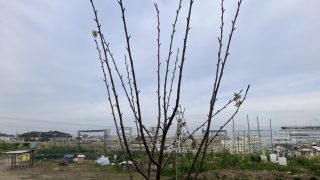 去年植えた桜、初開花！